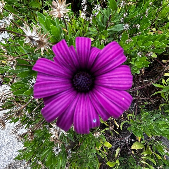 Meet your Posher - Picture 1 of 1